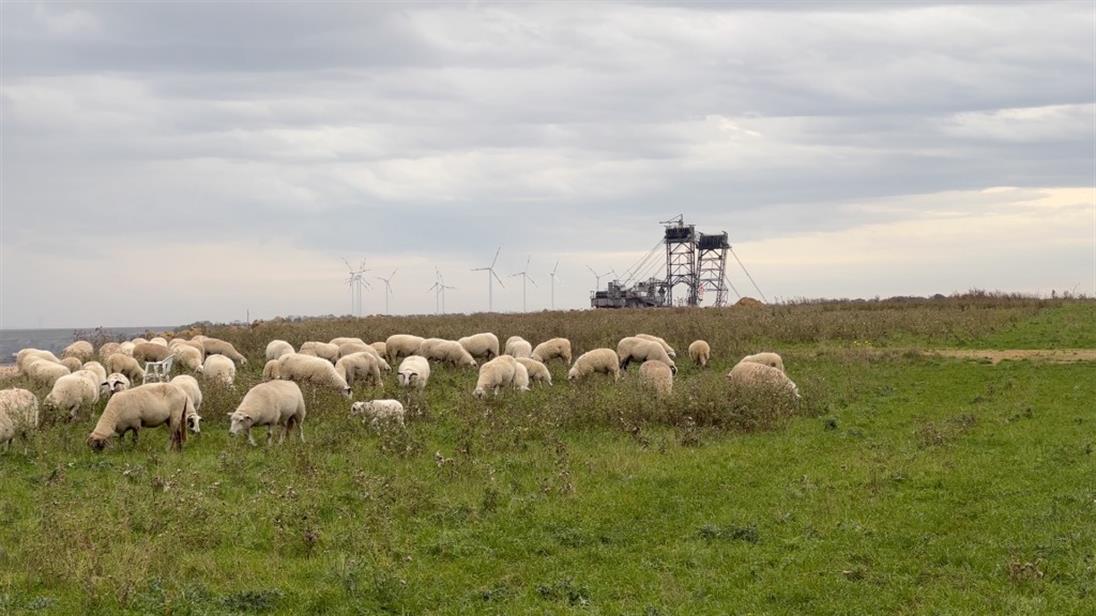 Es ist eine Wiesenlandschaft in Lützerath zu sehen. Im Vordergrund ist eine Schafherde abgebildet, im Hintergrund die Kohlebagger von Garzweiler II. 