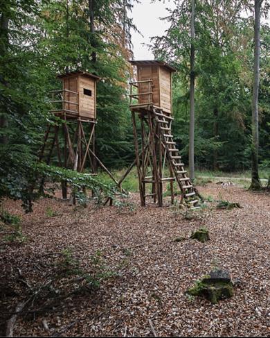 Dieses Bild zeigt zwei Hochsitze in einem grünen Mischwald mit Laub auf dem Boden. 
